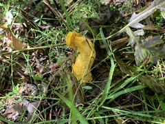 Hypomyces