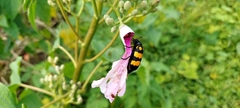 Hycleus biundulatus