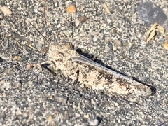 Trimerotropini