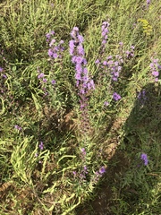 Liatris squarrulosa