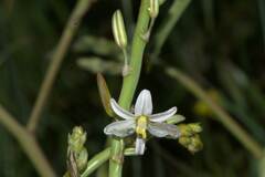 Trachyandra divaricata