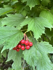 Viburnum opulus