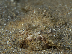 Synanceia verrucosa