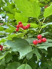 Viburnum opulus