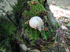 Helix pomatia