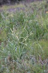 Trachyandra divaricata