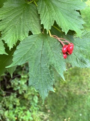 Viburnum opulus