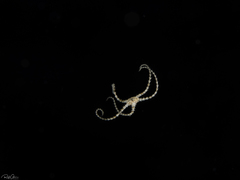 Ophiothrix
