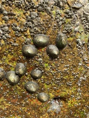 Siphonaria naufragum