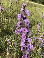 Liatris squarrulosa