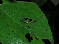 Eumastacidae