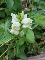 Chelone glabra