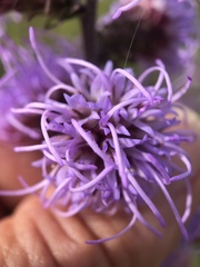 Liatris squarrulosa