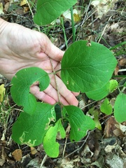 Lonicera hirsuta