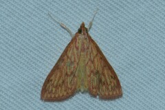 Ecpyrrhorrhoe damastesalis