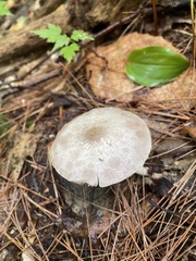 Leccinum holopus