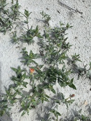 Oenothera humifusa