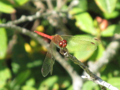 Sympetrum vicinum