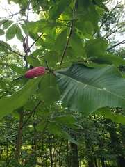 Magnolia tripetala