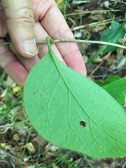 Lonicera hirsuta