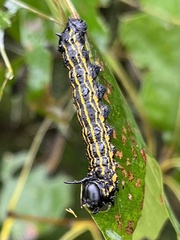 Anisota senatoria