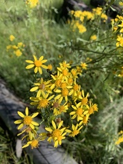 Senecio eremophilus