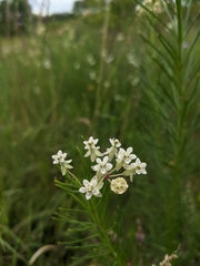 Asclepias verticillata