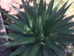 Agave triangularis