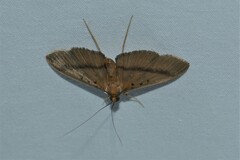 Filodes fulvidorsalis