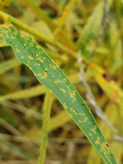 Coleosporium solidaginis