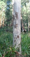 Eucalyptus diversicolor