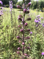 Liatris squarrulosa