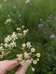 Asclepias verticillata
