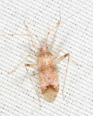 Phytocoris depictus