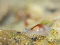 Eurylepta aurantiaca