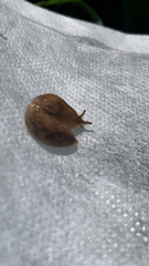 Deroceras reticulatum