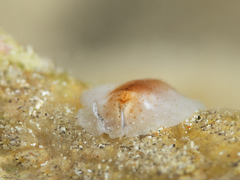 Eurylepta aurantiaca