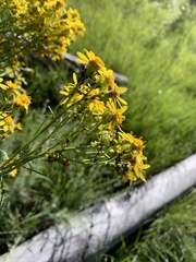 Senecio eremophilus