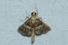 Pyraloidea