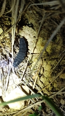 Nyctophila reichii