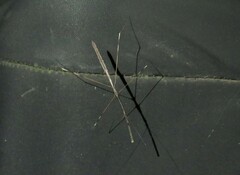 Emesaya brevipennis