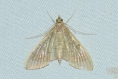 Crambidae