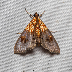 Agrotera basinotata