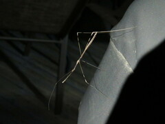 Emesaya brevipennis
