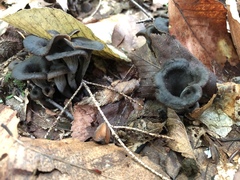Craterellus