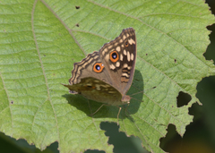 Junonia lemonias