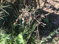 Sympetrum sanguineum