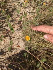 Kallstroemia parviflora