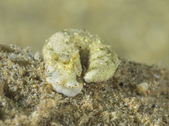 Dermatobranchus tuberculatus