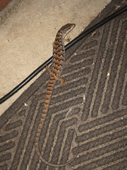 Elgaria multicarinata